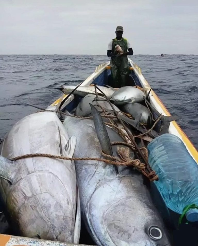TourVessels — heavy tuna catch on deck TourVessels unsinkable fiberglass commercial open boat with heavy tunas aboard — proof of offshore fishing capability. Available 10m to 25m.